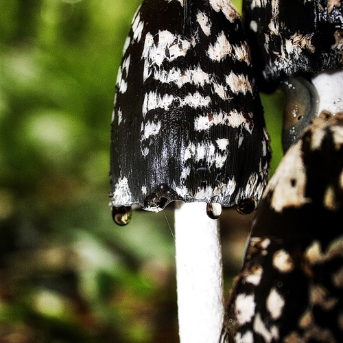 Photo #13935484