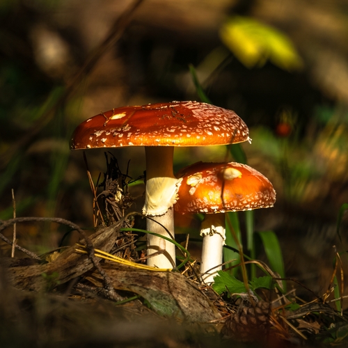 Photo #13935505