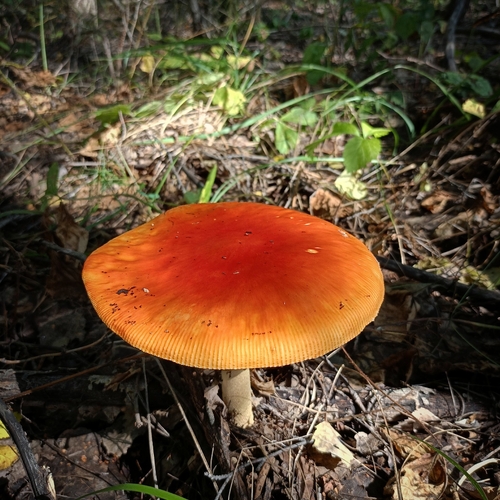 Photo #13935630