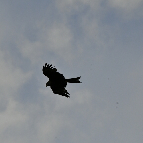 Photo #13936135