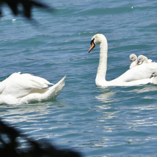 Photo #13936198
