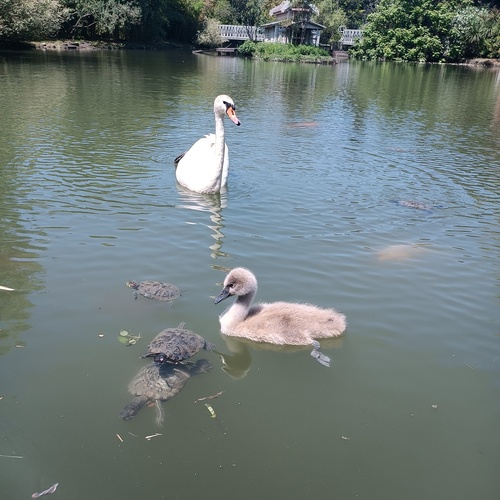 Photo #13936429