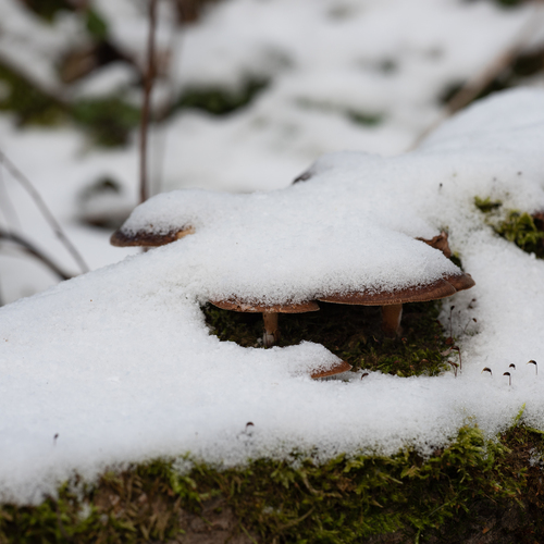 Photo #13936464