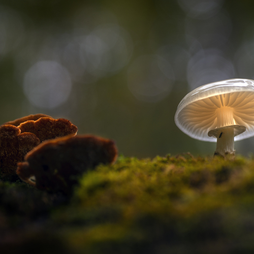 Forest Lantern