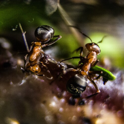 Photo #13936494