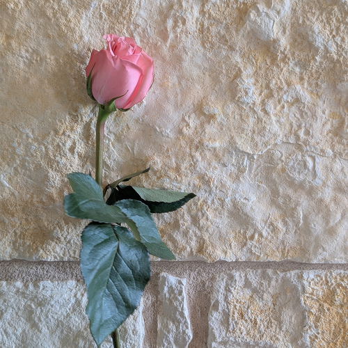 Photo #13936522