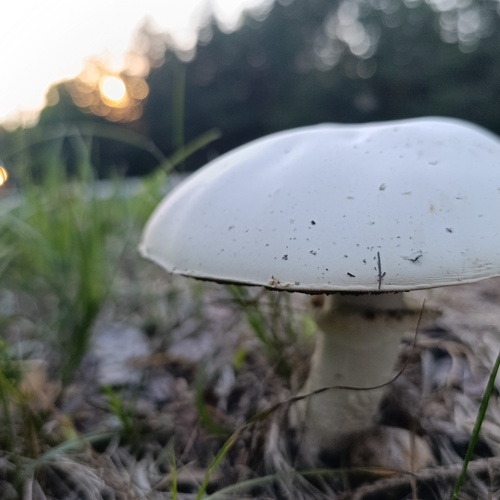 Photo #13936635