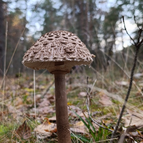 Photo #13936642