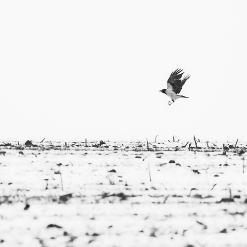 Photo #13936672