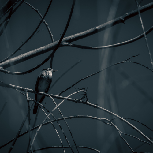 Photo #13936674