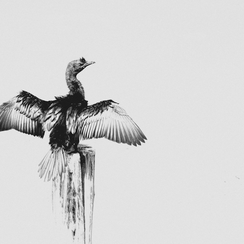 Photo #13936675