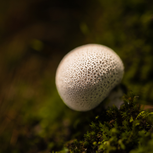 Photo #13936724