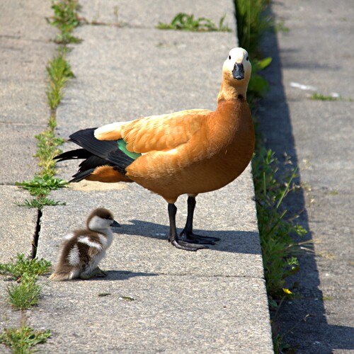 Photo #13936801