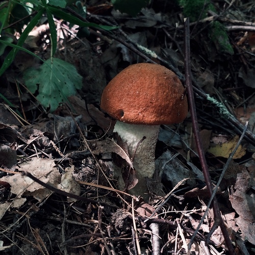 Photo #13936918