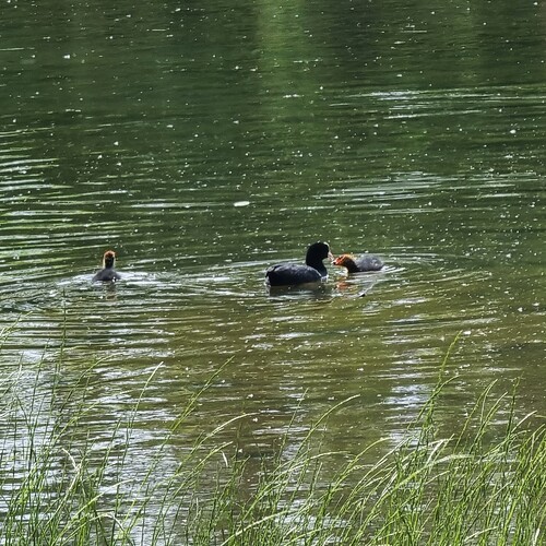 Photo #13937385