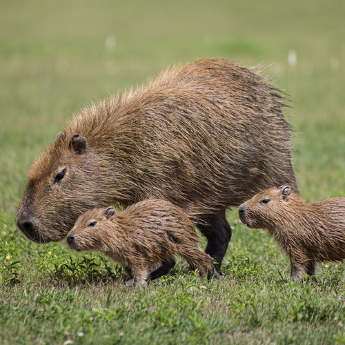 Photo #13937473