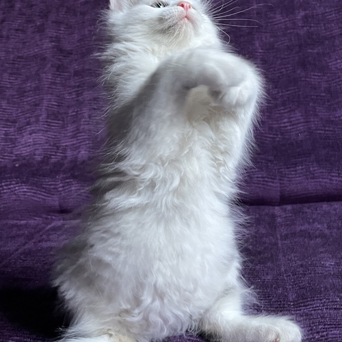 Photo #13937566