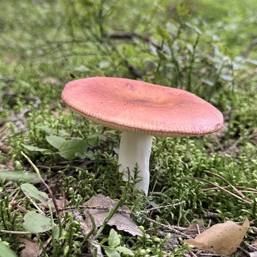 Photo #13937652