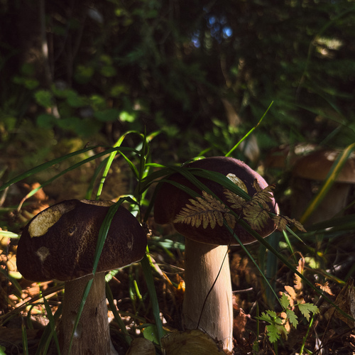 Photo #13938128