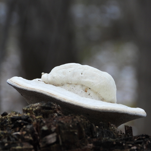 UFO