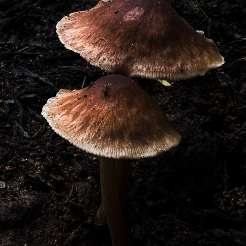 Forest Companions
