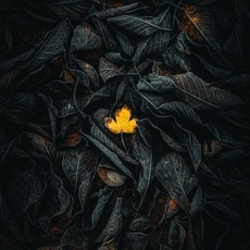 Наталья Алексеева