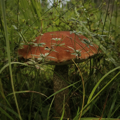 Photo #13938444