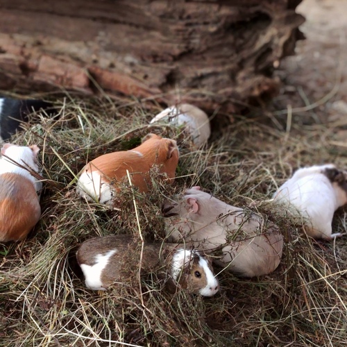 Photo #13938591