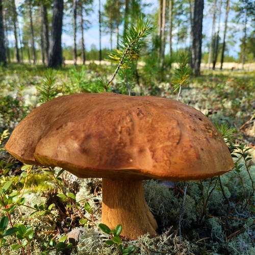 Photo #13938662