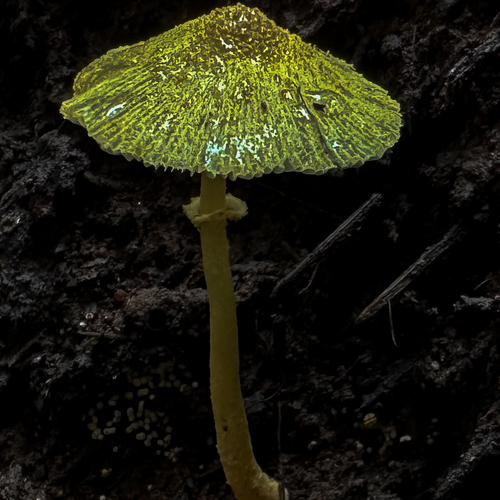 A Quiet Glow