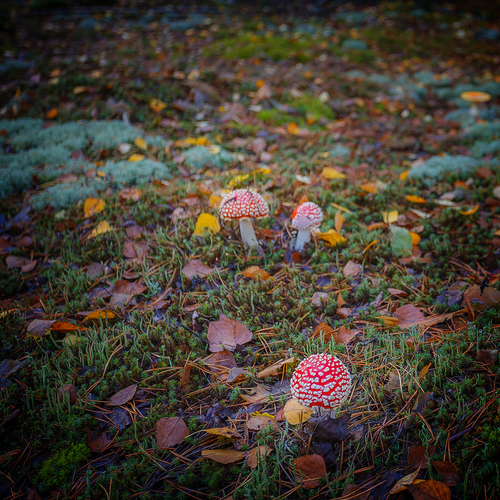 Photo #13938733