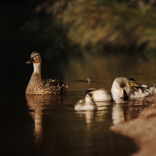 Photo #13938746