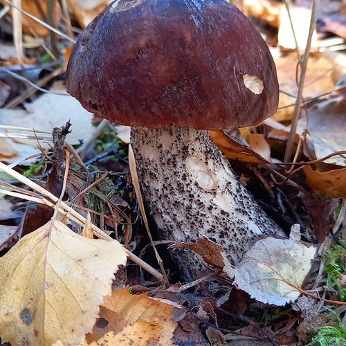 Photo #13938841