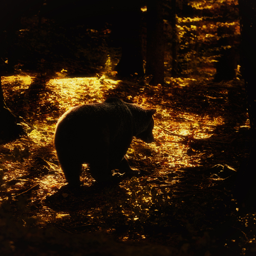 Photo #13939397