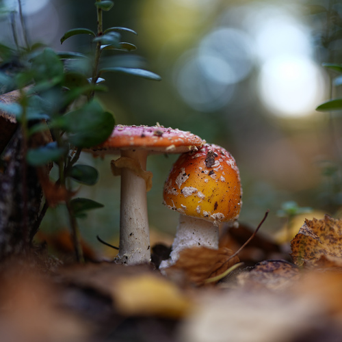 Photo #13939453