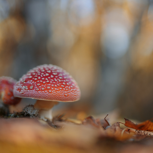 Photo #13939480