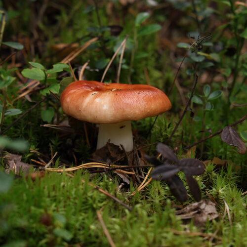 Photo #13939638