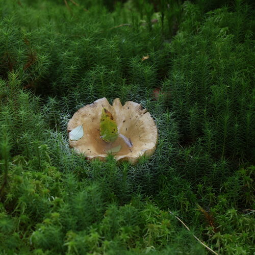 Photo #13939639