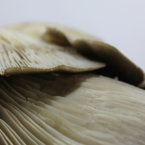 Photo #13939707