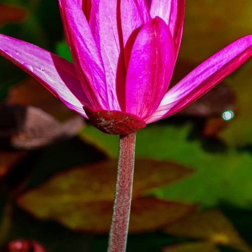 Nature flowers