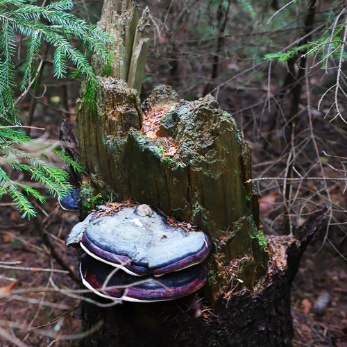 Photo #13939788