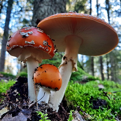 Photo #13940224