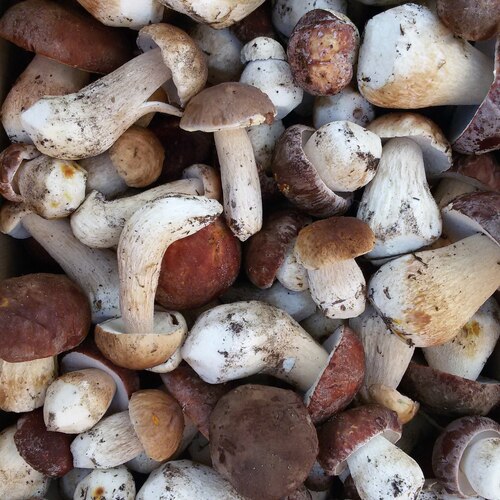 Photo #13940867