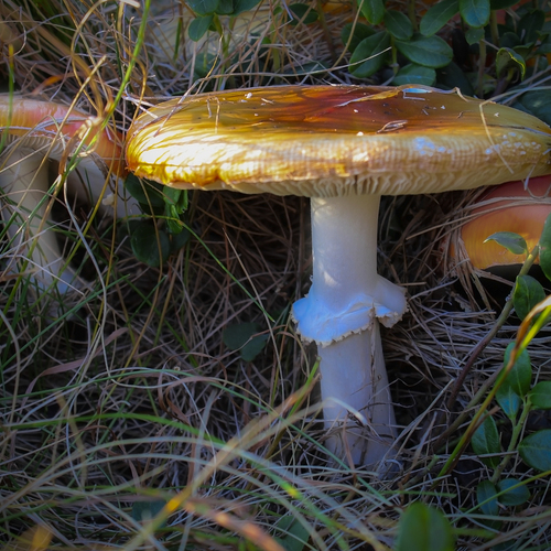 Mushrooms