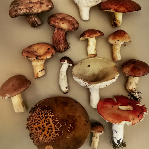 Photo #13941082