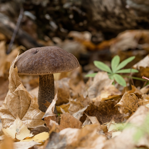 Подберезовик