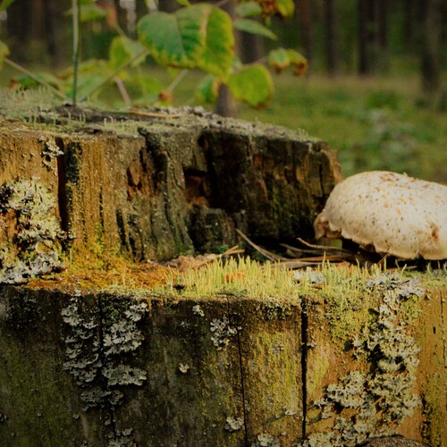 Photo #13941176