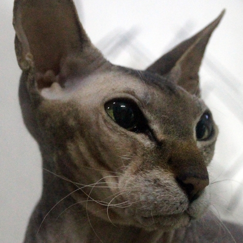 Photo #13941238