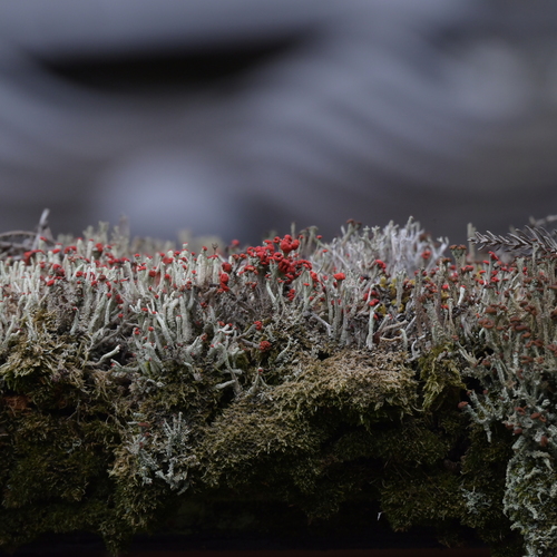 Photo #13941477
