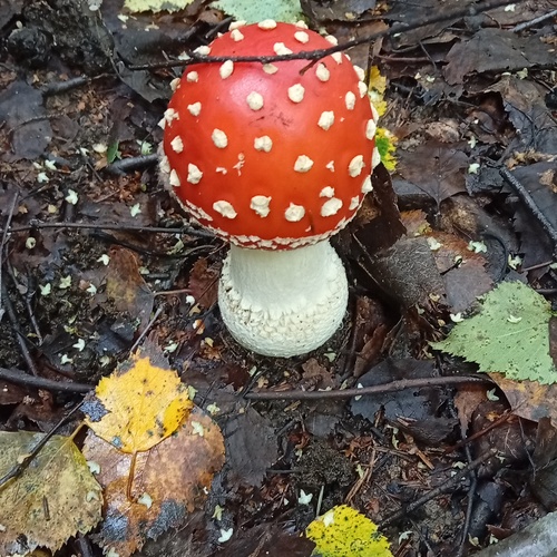 Photo #13941763